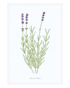 Postkarte 'Lavendel'